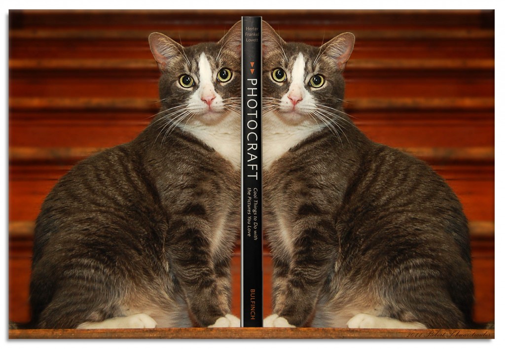 CreativePhotography.com/Cat_Bookends